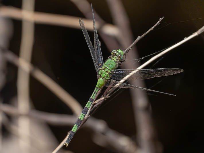 Erythemis vesiculosa (Great Pondhawk)-5.jpg